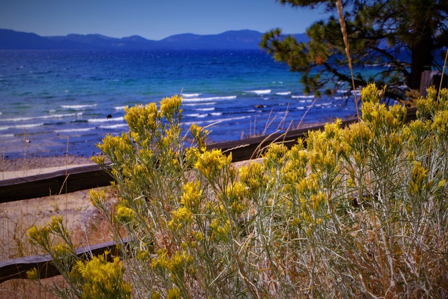 Tahoe Wildflowers